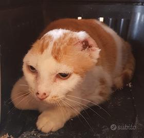 ANGELINA, adozione del cuore