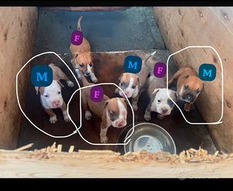 American Staffordshire Terrier
