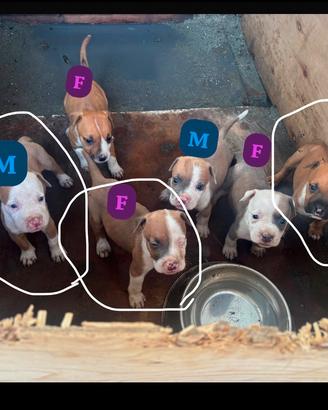 American Staffordshire Terrier