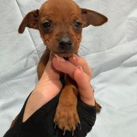 Pinscher fulvo carbonato
