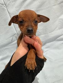 Pinscher fulvo carbonato