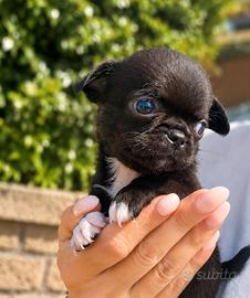 Chihuahua femminuccia MICRO dolcissima super bella