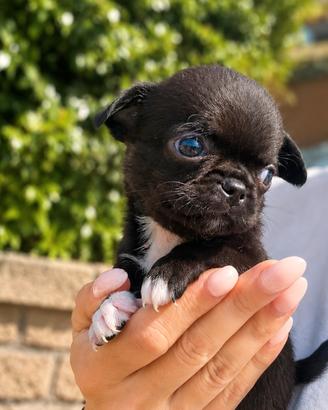 Chihuahua femminuccia MICRO dolcissima super bella