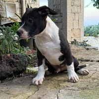Cuccioli American Bully