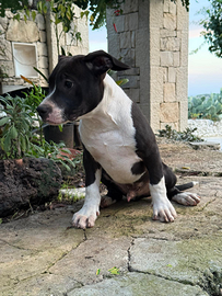 Cuccioli American Bully