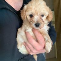 Maltipoo