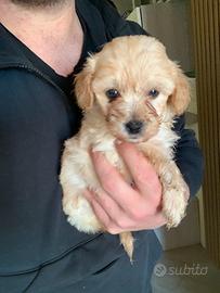 Maltipoo