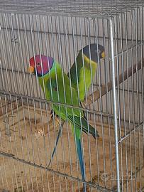 Parrocchetti testa si prugna