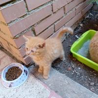 Gattini micetti kitten British scottish