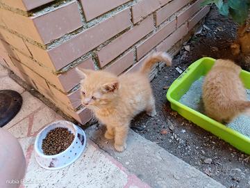 Gattini micetti kitten British scottish