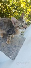 Gattina incrocio Norvegese e Siamese
