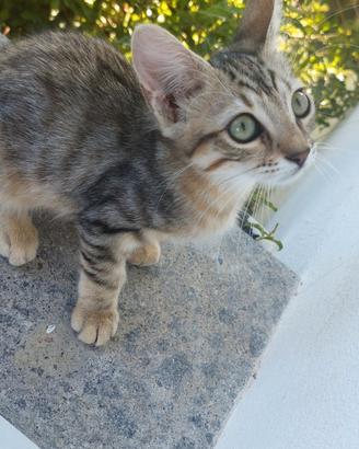Gattina incrocio Norvegese e Siamese