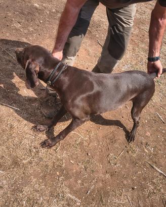 Cane da caccia