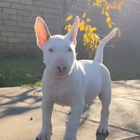 Bull terrier inglese standard