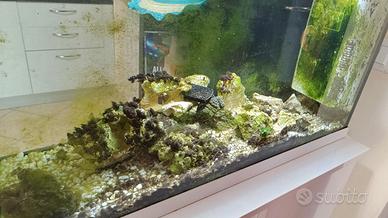 Acquario 100 litri attivo