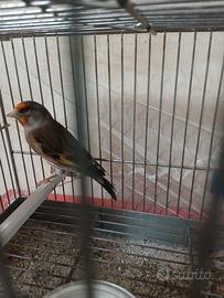 Ibrido di cardellino