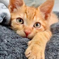 Gattino rosso maschio regione lombarda