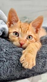 Gattino rosso maschio regione lombarda