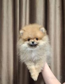 Spitz tedesco volpino nano