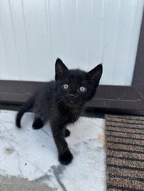 Gattino di appena due mesi