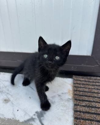 Gattino di appena due mesi