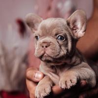Cucciolo bulldog francese Isabella Newshade tan