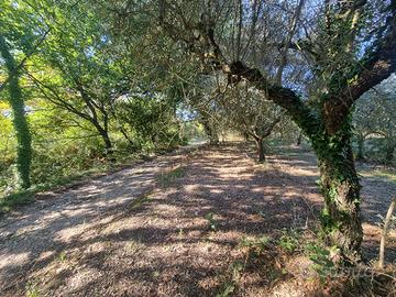 Terreni agricoli di mq 7168