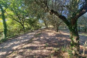 Terreni agricoli di mq 7168