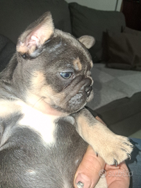 Bulldog Francese