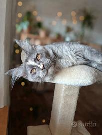 Ariel Maine Coon con pedigree