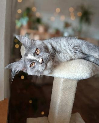 Ariel Maine Coon con pedigree