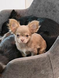 Chihuahua