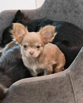 Chihuahua