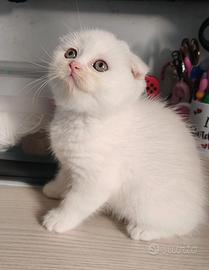 Scottish fold cuccioli total white