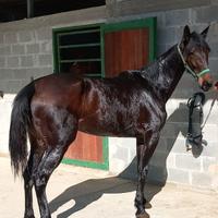 Cavallo purosangue inglese