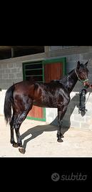 Cavallo purosangue inglese