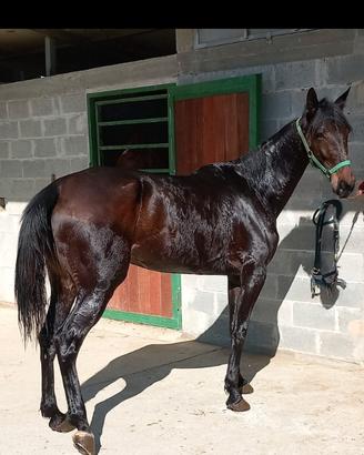 Cavallo purosangue inglese