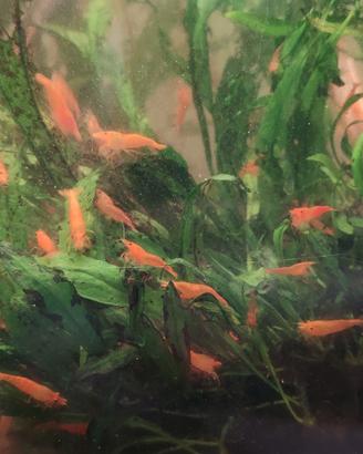 neocaridina acquario acqua dolce 