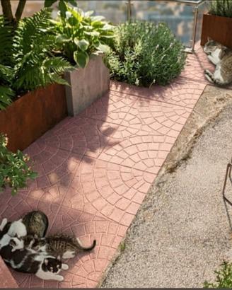 Gattini aspettano una casa?
