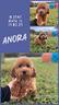 barboncina-red-anora