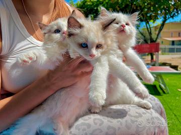 Gattini Ragdoll