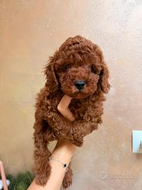 Barboncino pedigree Enci