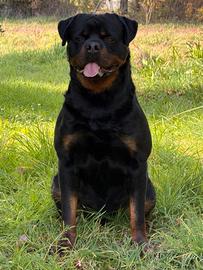 Maschio Rottweiler 21 mesi