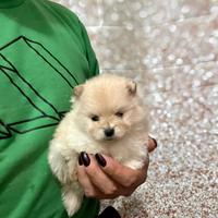 Cuccioli di Pomerania spitz nano