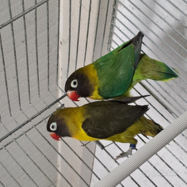 Inseparabili personada