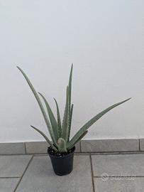 Aloe vera