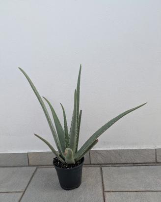 Aloe vera