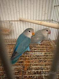 Coppia inseparabili