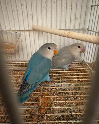 Coppia inseparabili