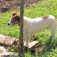 Regalo esemplare jack russel adulto